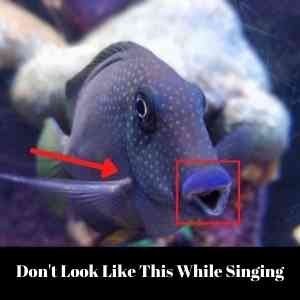 fish mouth while singing