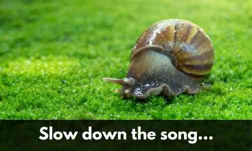 slow down the song